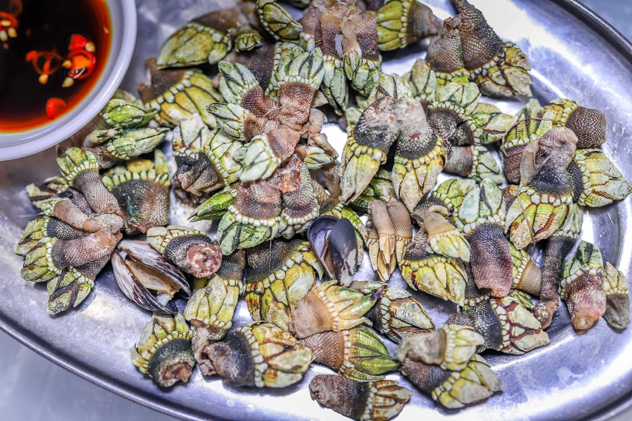 将军帽,狗爪螺,石九公被称为"东澳三宝",上图的石九公就是小石斑鱼