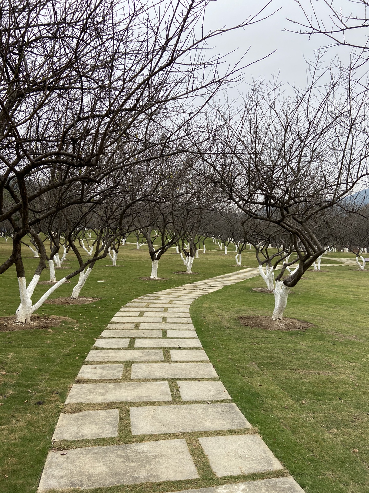 广州萝岗香雪公园看梅花