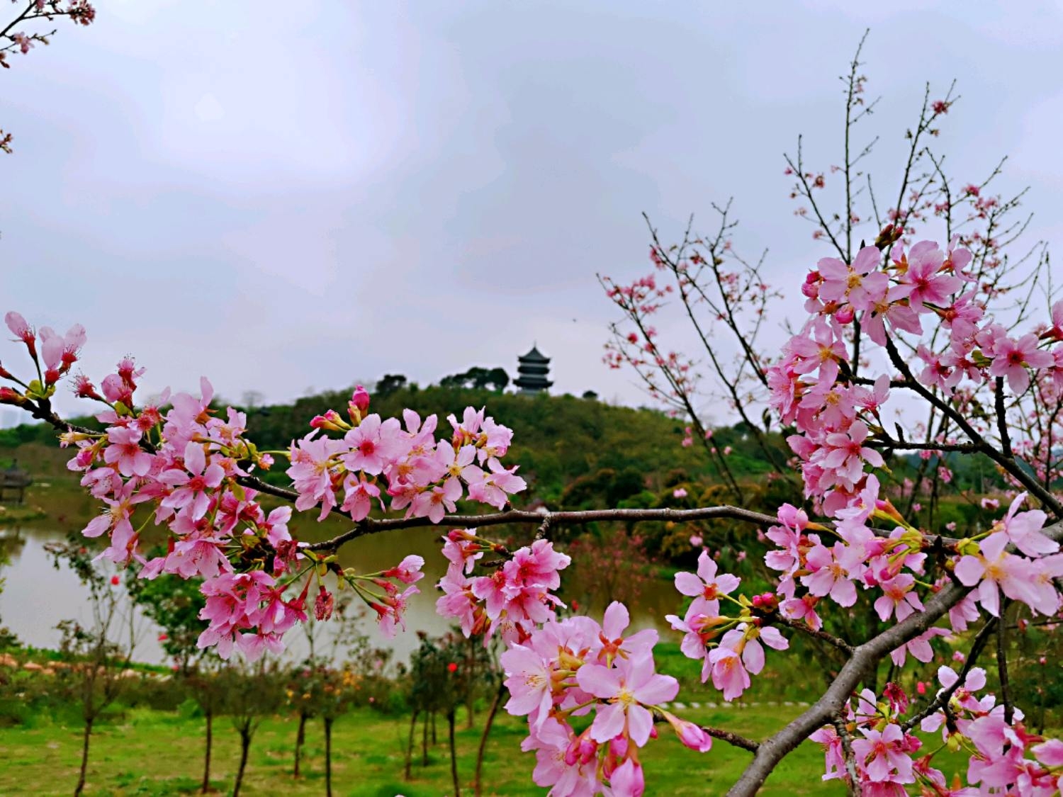 青秀山樱花图片