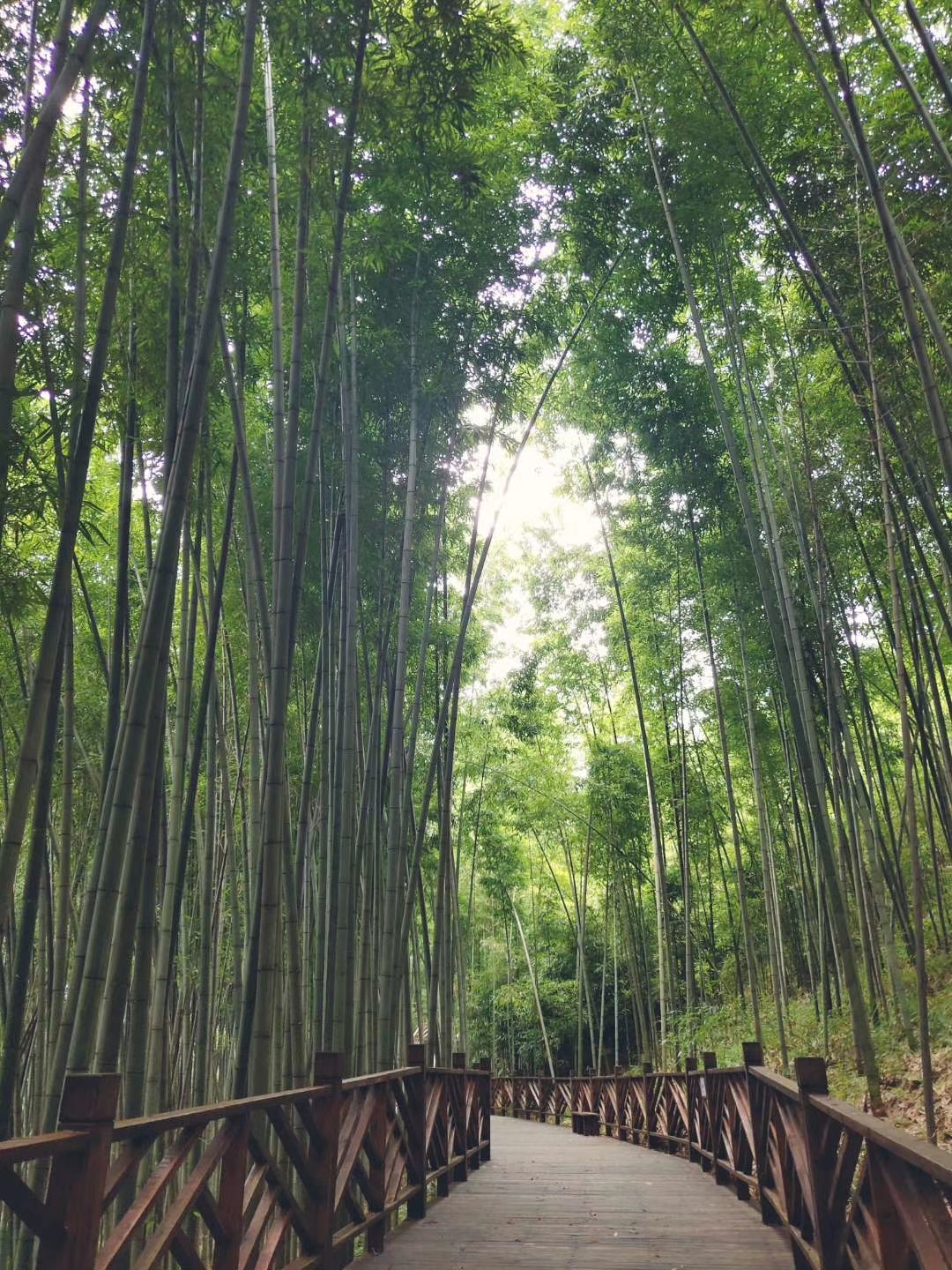 奔跑吧,梁平百里竹海星空露營二日遊_遊記