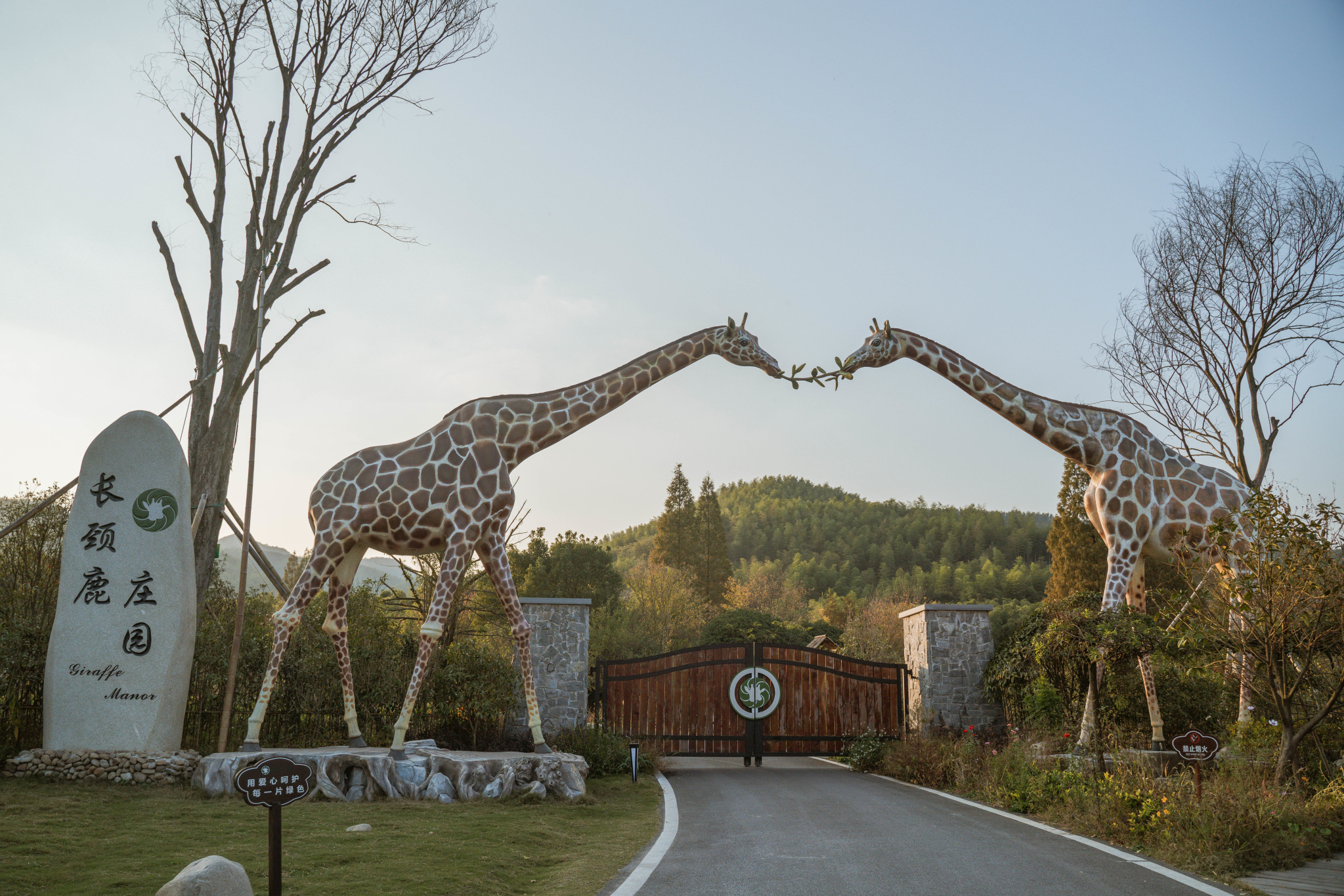 而在吴兴区妙山村,近来开放了国内首个长颈鹿庄园.