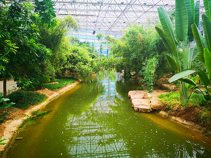 大廠九州伊甸園電子票超大型溫室室內植物觀光園熱帶萬果園