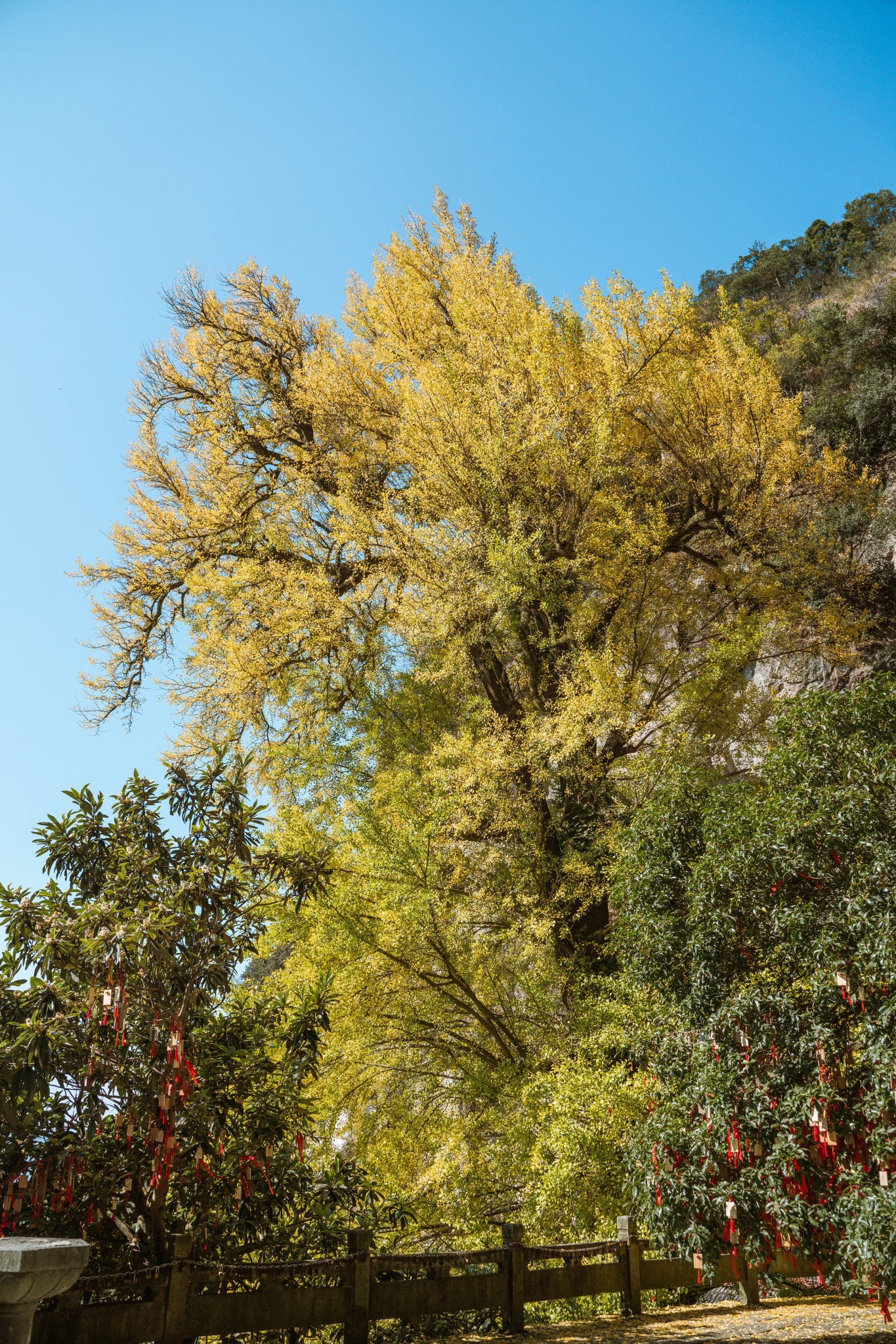 周末去新安江畔的建德看一眼千年银杏赏一出传诵了千年的故事