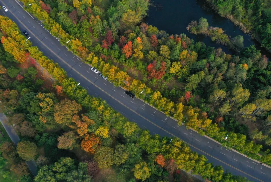 静谧的枫林路.记者 苏玲 摄
