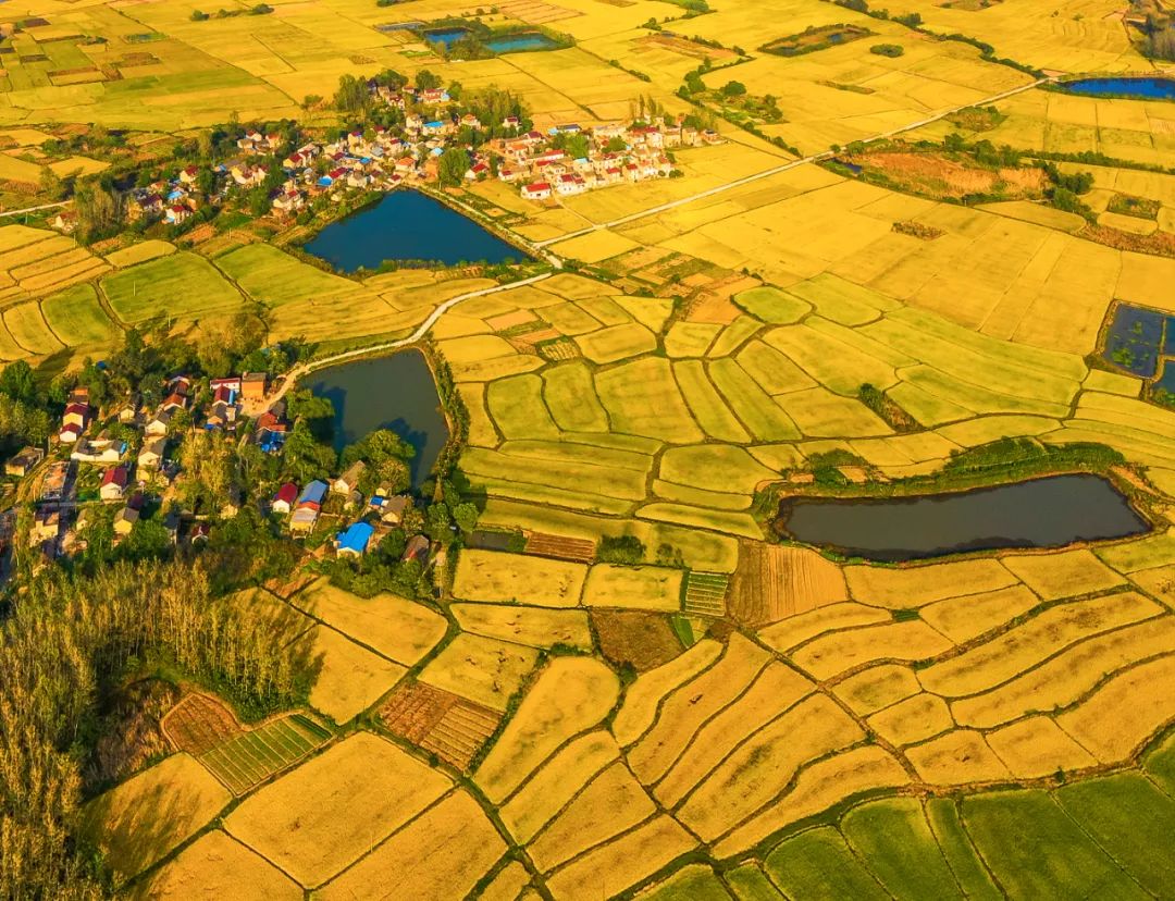 巢湖市苏湾镇鲁桥村金色稻田.记者 何希斌 摄 肥西县