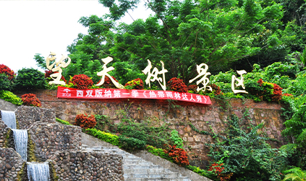 云南西双版纳纯玩·望天树景区深度一日游 不车销-不自费-不进店 超