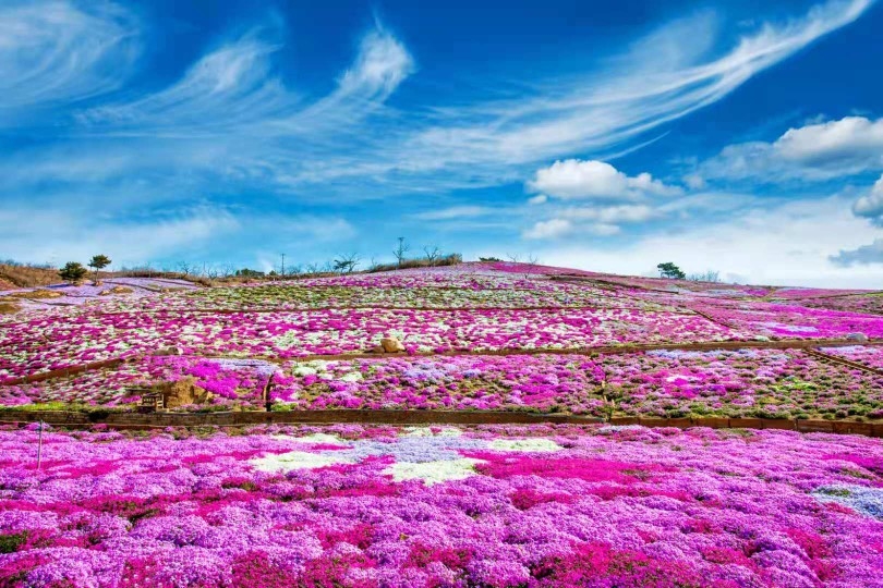 迁西雨花谷芝樱花海!