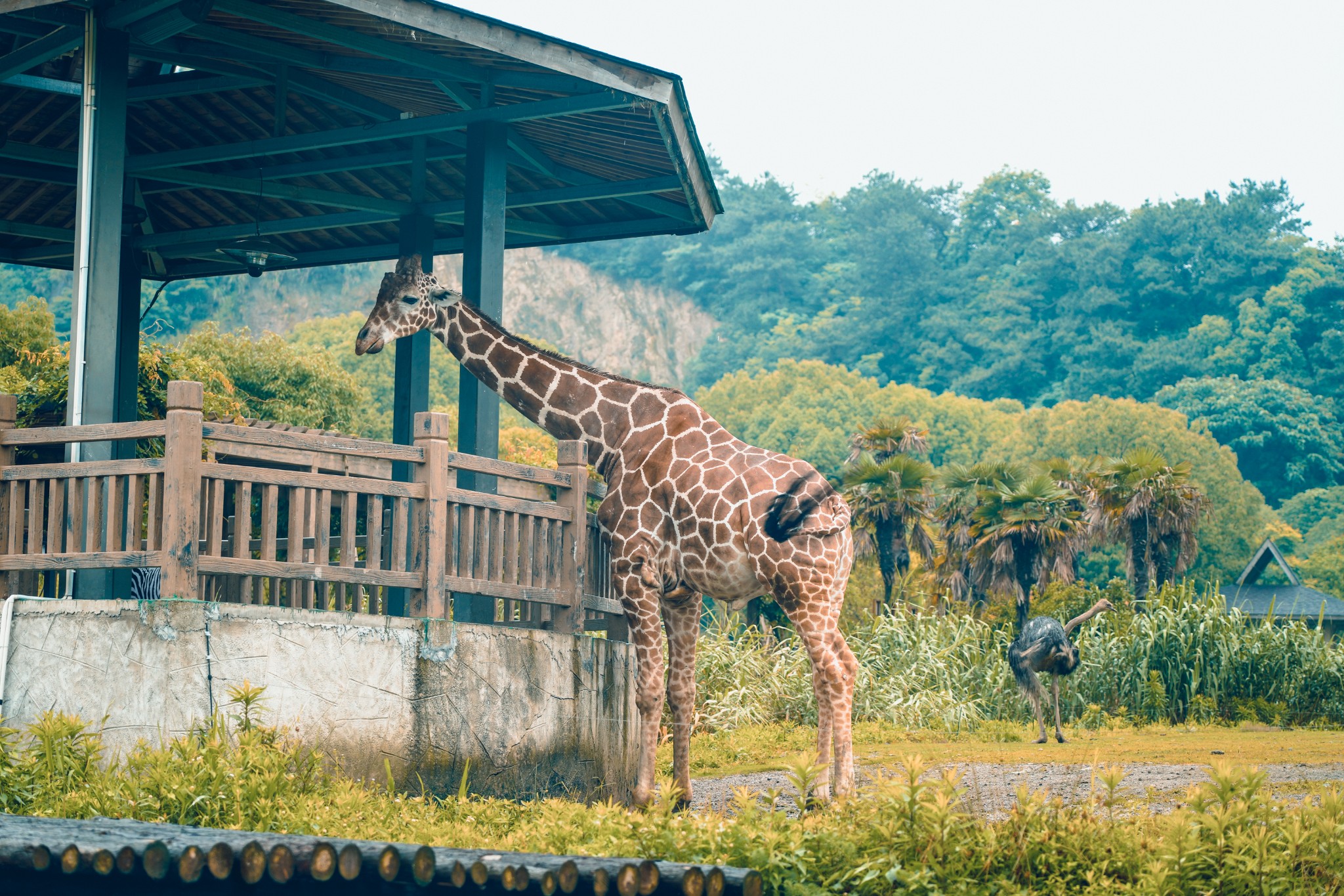 宁波亲子游,打卡当地最美的动物园
