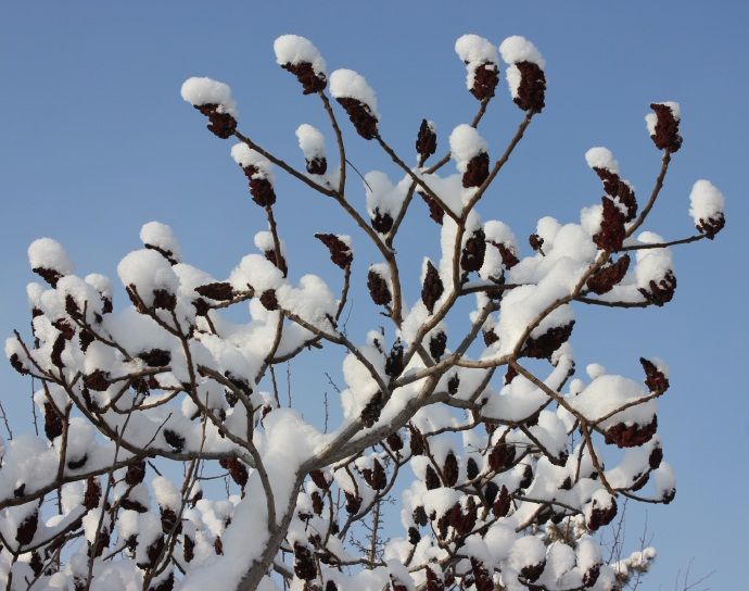 【植物雪景·组图】火炬树