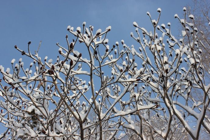 【植物雪景·组图】火炬树