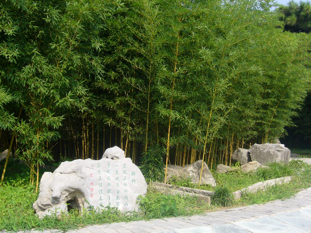 我的旅游生活(353)——北京植物园的竹子