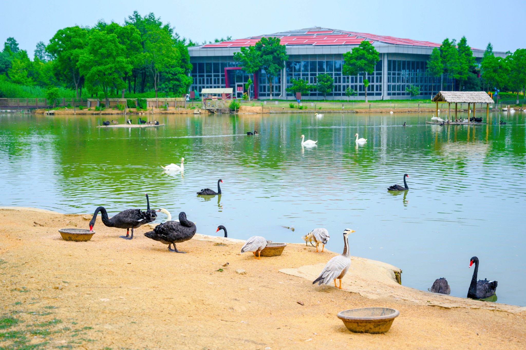 固城湖湿地动物园图片