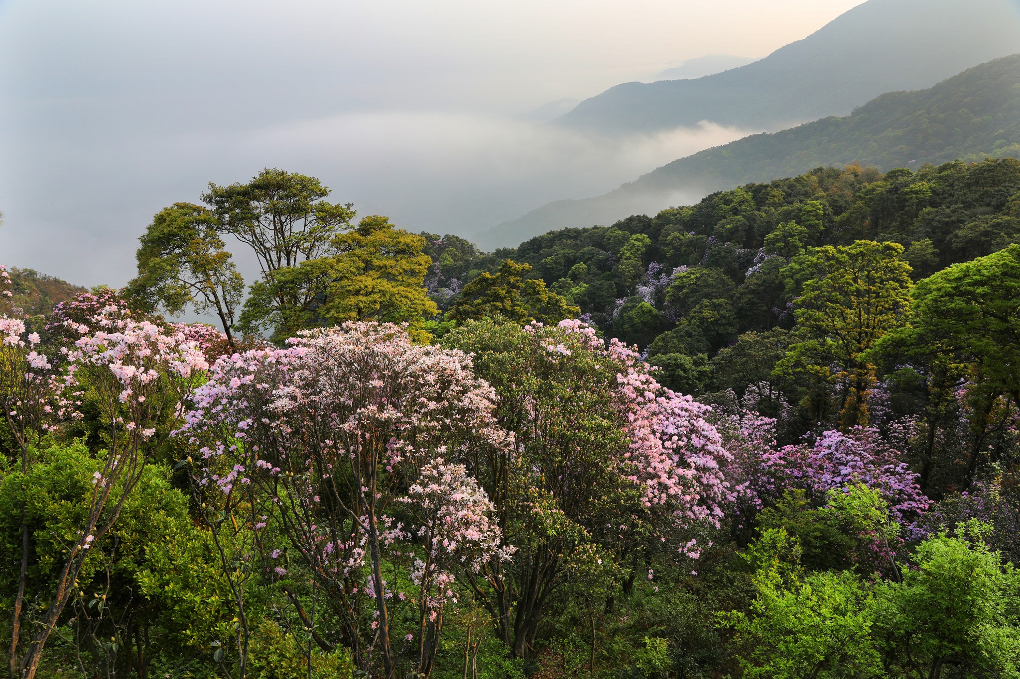 深圳花仙子——梧桐山毛棉杜鵑