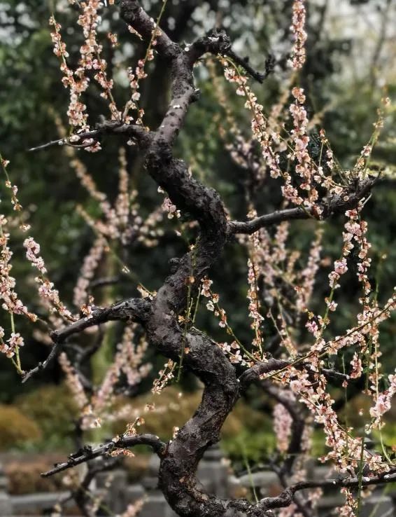 龙爪造型游龙梅,指的是梅花造型的一种样式,主要是对梅花主干采取