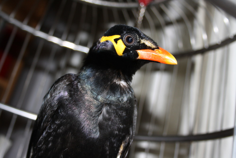 喜欢的水果--很多呀,樱桃,葡萄,苹果,西瓜.但是大头梨我不爱吃