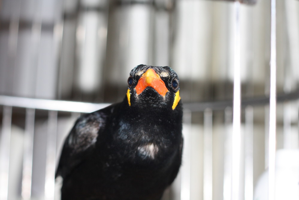 喜欢的水果--很多呀,樱桃,葡萄,苹果,西瓜.但是大头梨我不爱吃