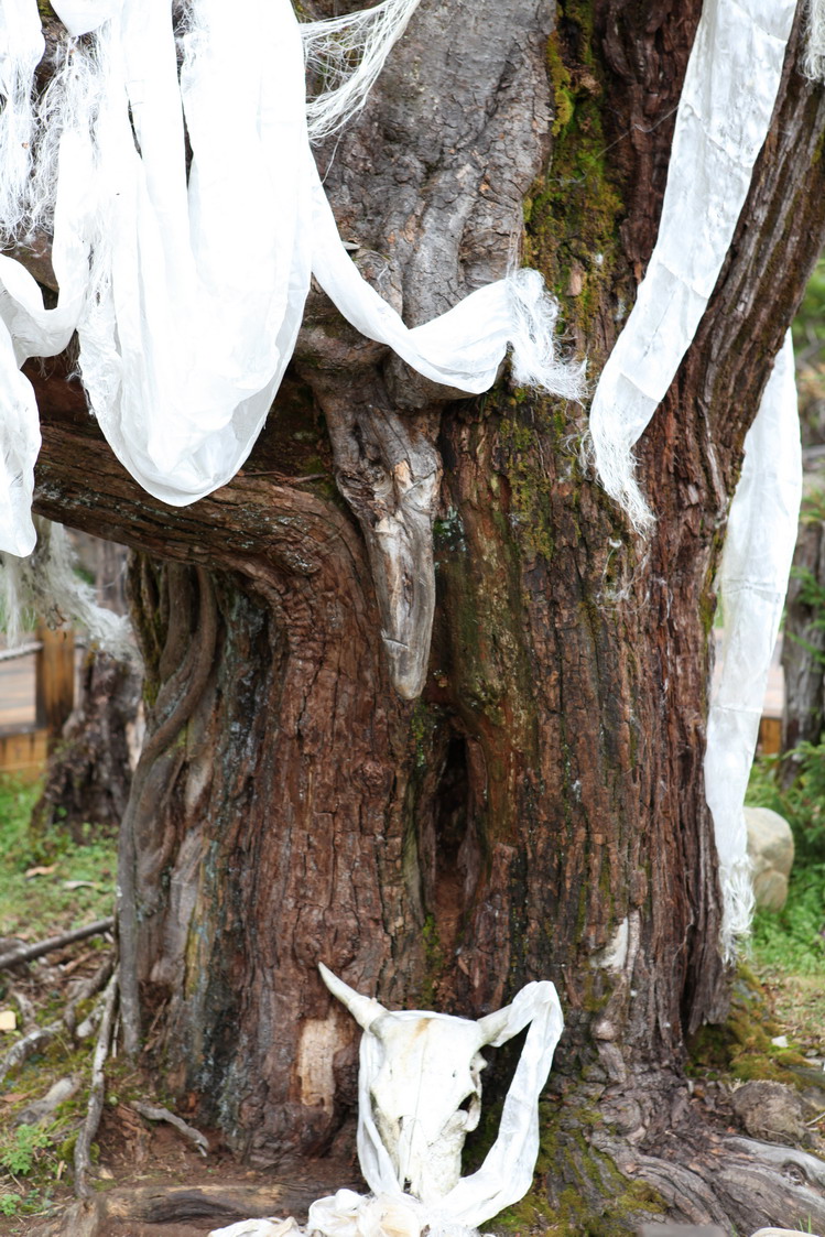 唯一矫情的景点——阴阳树,测试你的纯洁度,看懂了么?