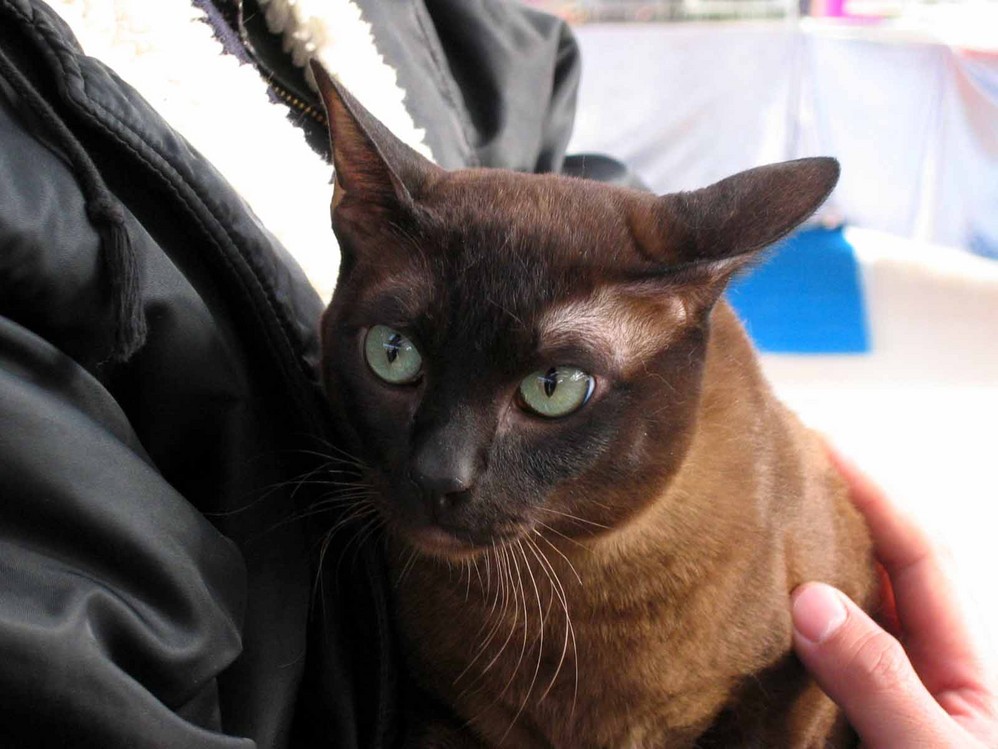 2004年3月6日.cfa猫展上的猫-少见的褐色暹罗