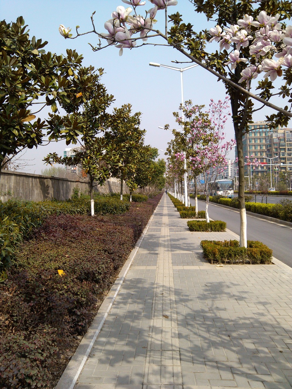 玉兰路上玉兰开(南京)