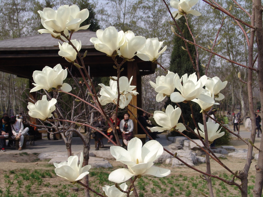 上海玉蘭花觀賞地點:共青森林公園內,近百株玉蘭迫不及待地傳遞春的