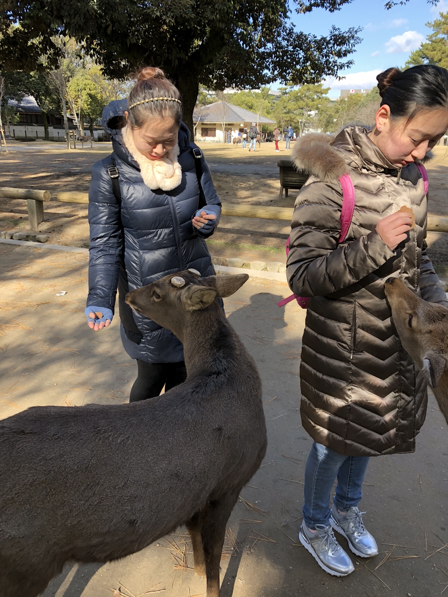 京都自助遊攻略