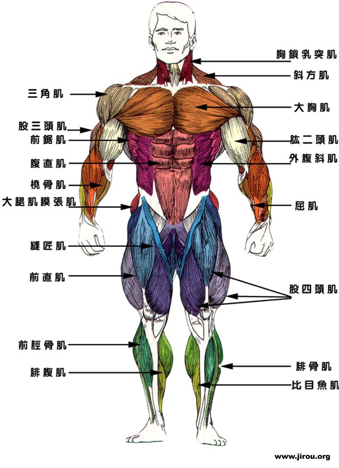 人体肌腱的位置图图片