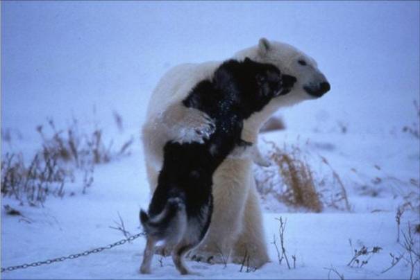 《温馨的人类与动物》照片分享