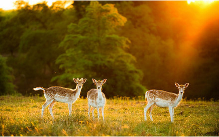 唯美的小鹿照片