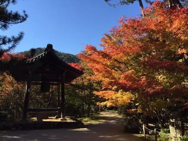 11月底京都赏红叶攻略 马蜂窝