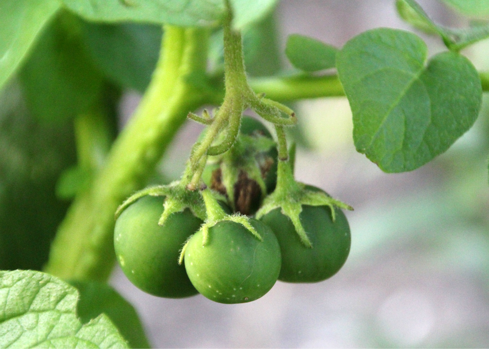 西红柿与土豆果 - 马蜂窝