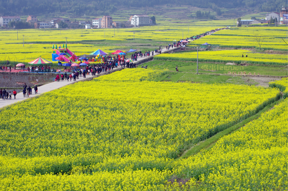 仙居油菜花開了嗎,2018仙居油菜花節時間—地點—門票—交通