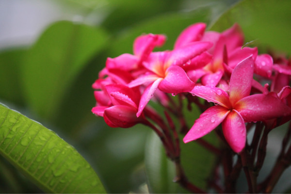 怎么打好看的蛋花 wKgB3FG5iTmAapZrAAlviBNcFmk68.jpeg?imageView2%2F2%2Fw%2F600%2Fq%2F90