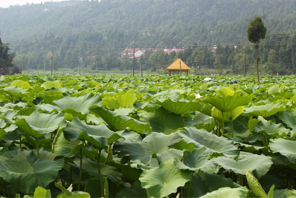 新中龙居村荷花节,就是是人山人海