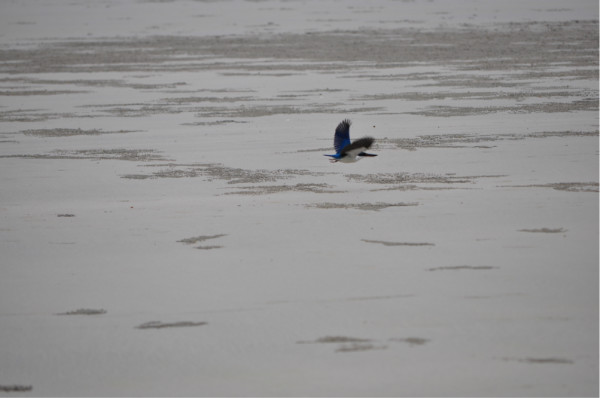 海燕多大了 wKgB3FFzuF2AGXR9AAWdGzb2F9A03.jpeg?imageView2%2F2%2Fw%2F600%2Fq%2F90