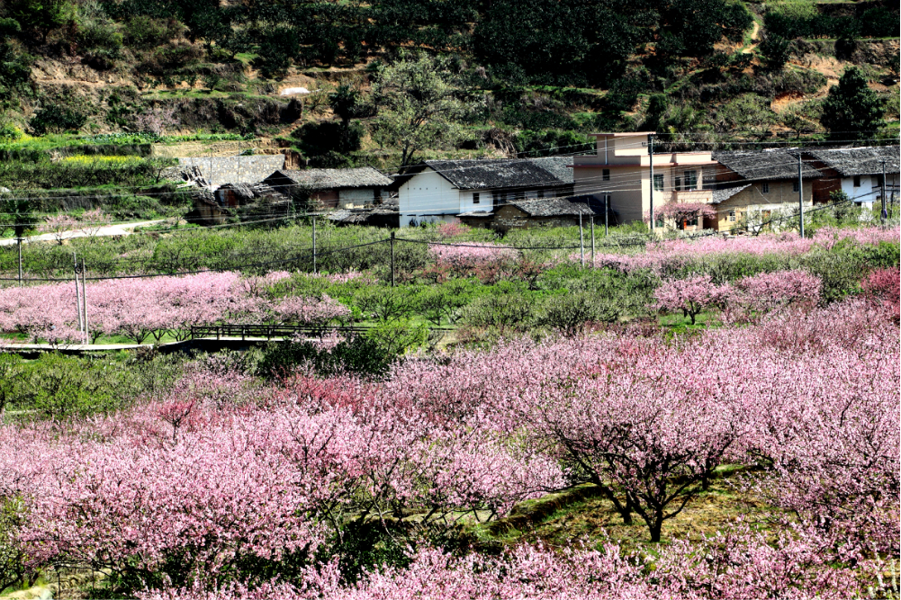 在那桃花盛开的地方