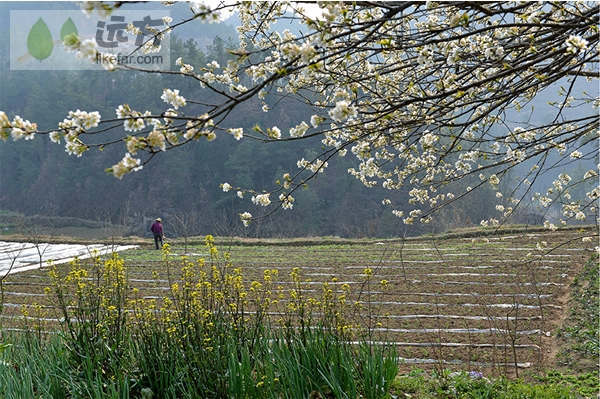 湖北郧县樱桃沟 拥一袭满满的花香入梦