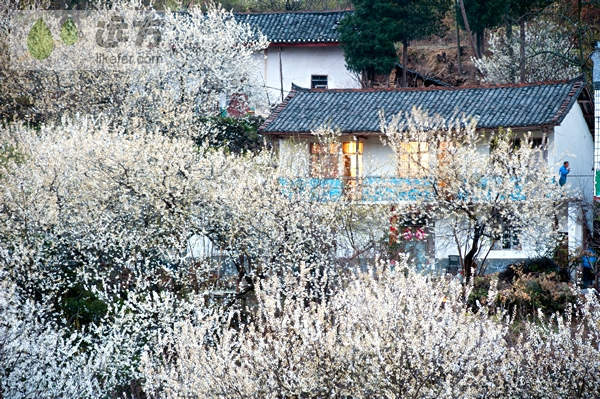 湖北郧县樱桃沟 拥一袭满满的花香入梦