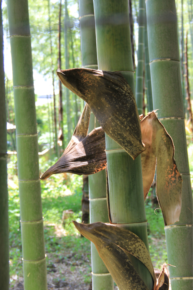 wKgB3FGjRbOAPbzpAA0fE__kt6U48.jpeg?imageView2%2F2%2Fw%2F600%2Fq%2F90