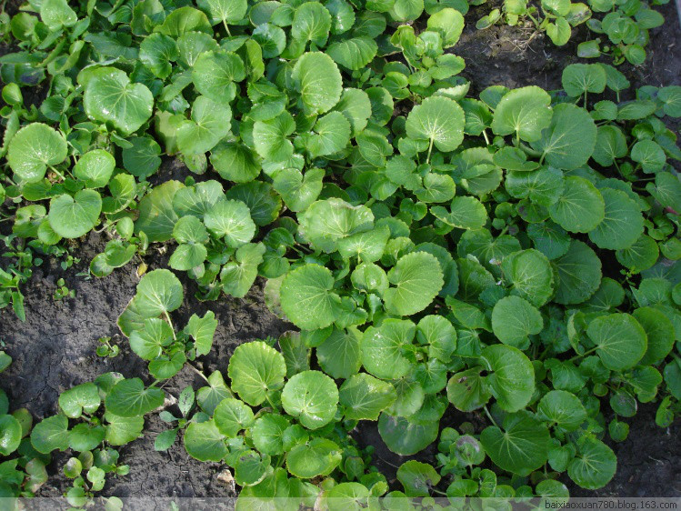 回复帖子:国人福音---世界稀有的超富硒植物:壶瓶碎米荠,有望进入百姓