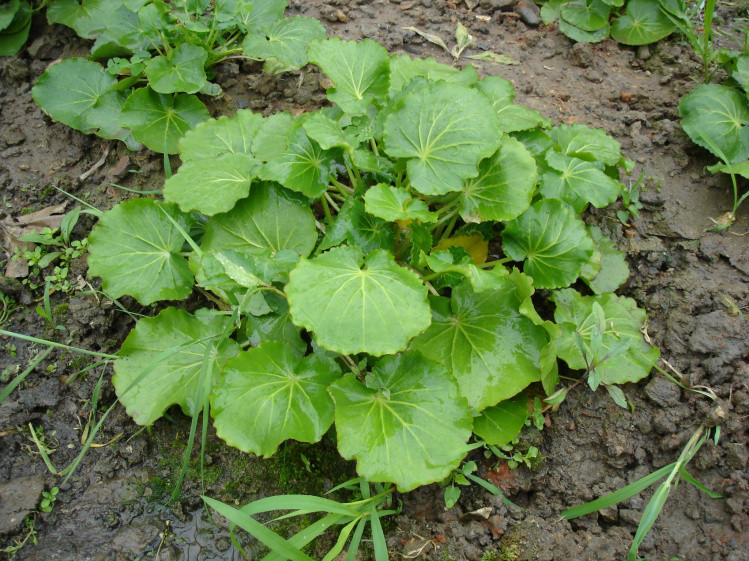 回复帖子:国人福音---世界稀有的超富硒植物:壶瓶碎米荠,有望进入百姓