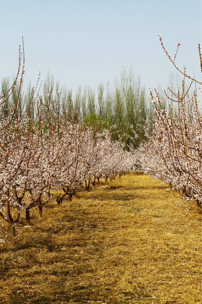 春风吹开了托克逊的杏花
