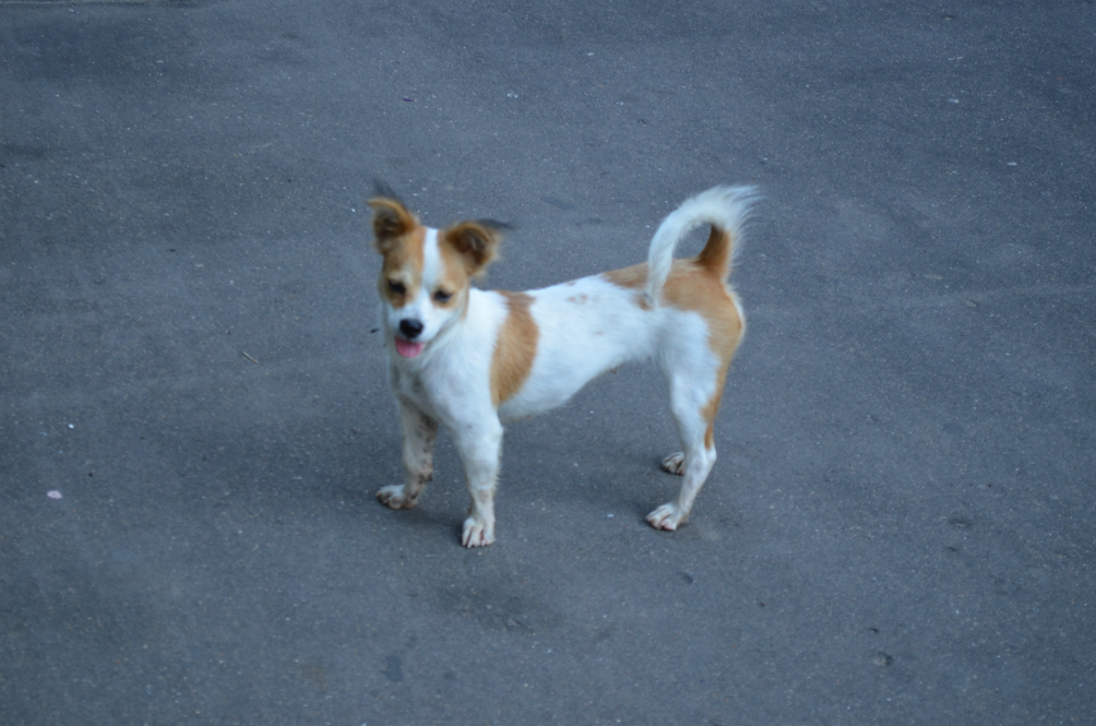 暴走厦门(一)-- 寻狗启事