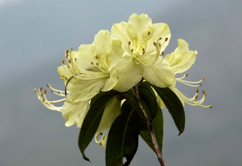 真正称得起"傲霜雪"的花儿---凝毛杜鹃 【转帖】