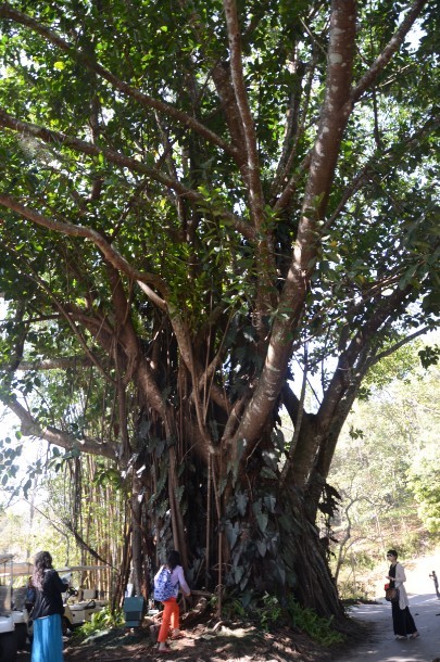 清邁篇:(蒲屏皇宮-素貼山雙龍寺-大佛塔-泰囧拍攝地花宮廟-大象