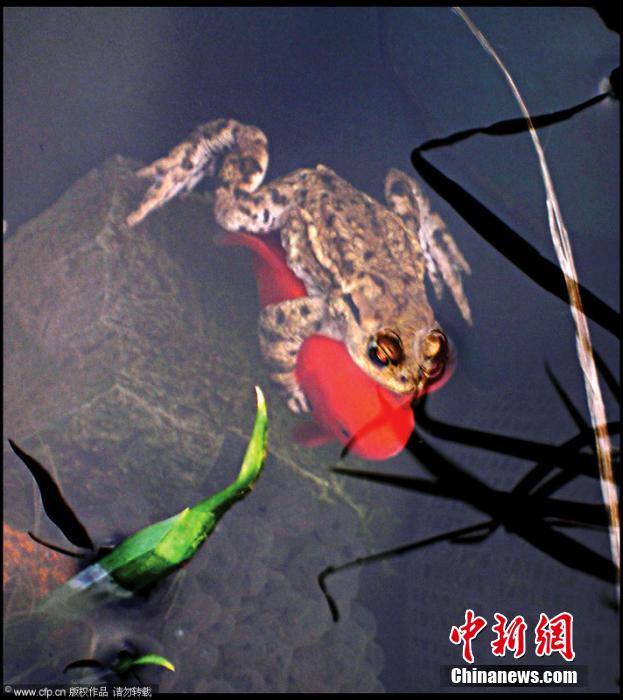 【懒惰青蛙搭金鱼便车】英国池塘最懒惰青蛙