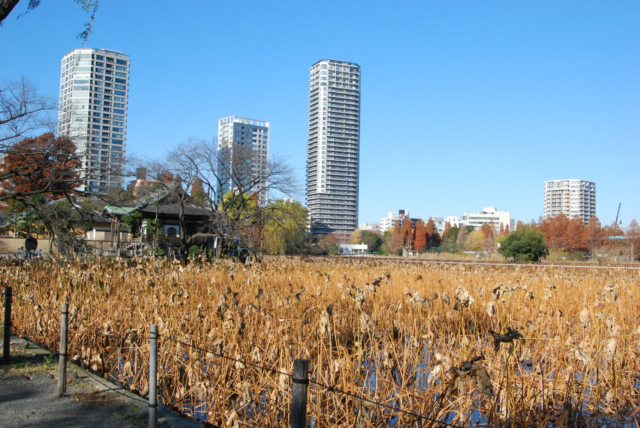 東京自助遊攻略