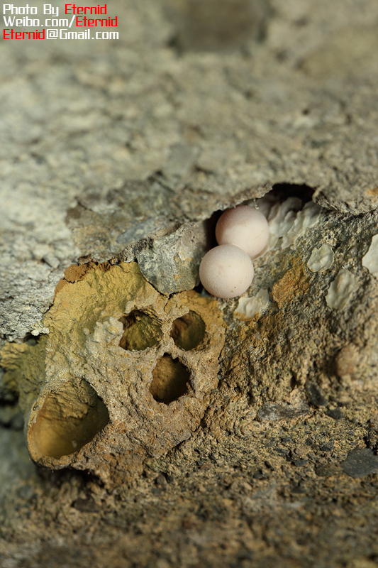 壁虎的蛋,产在岩壁上的.