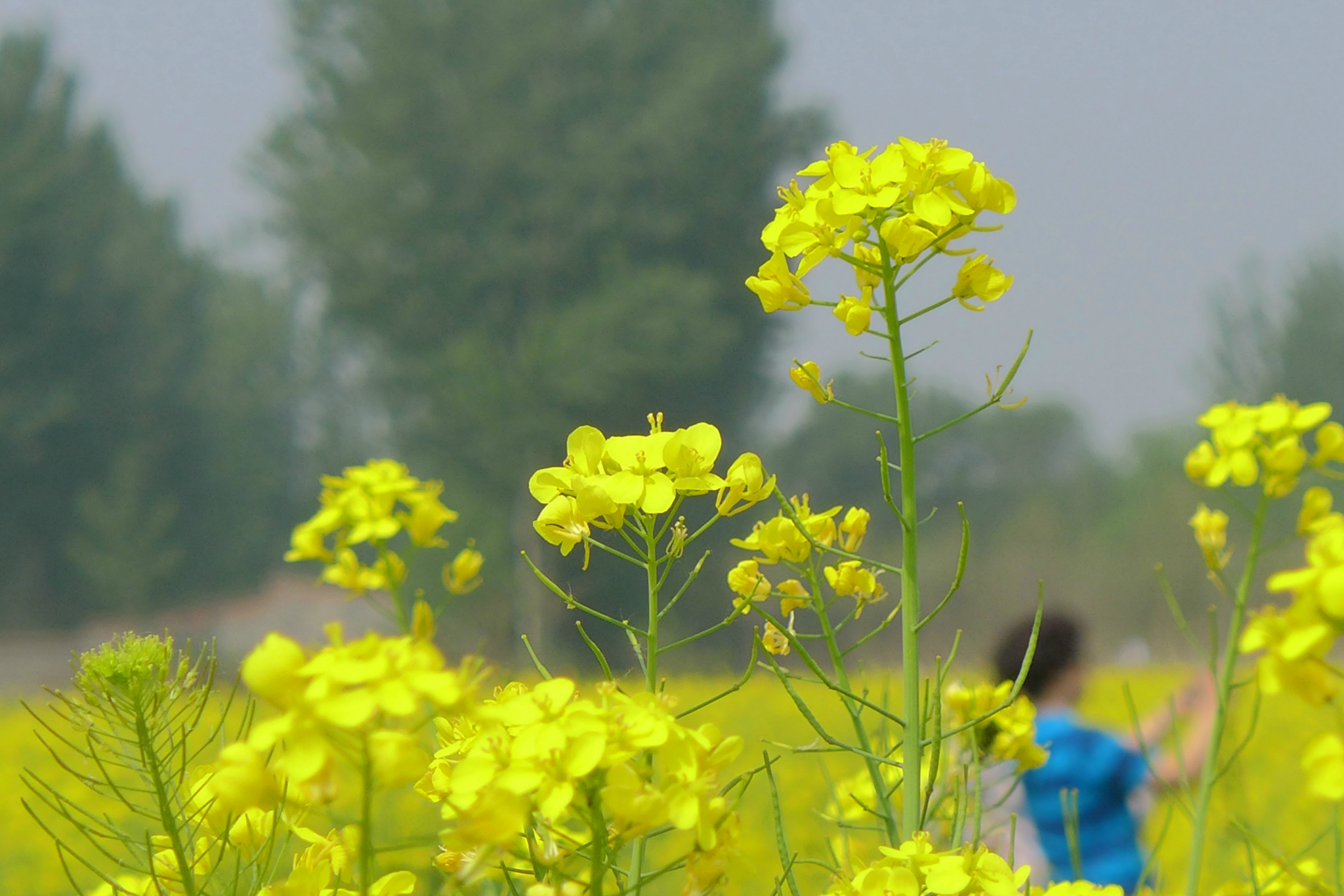 油菜花儿开简谱_油菜花开图片(2)