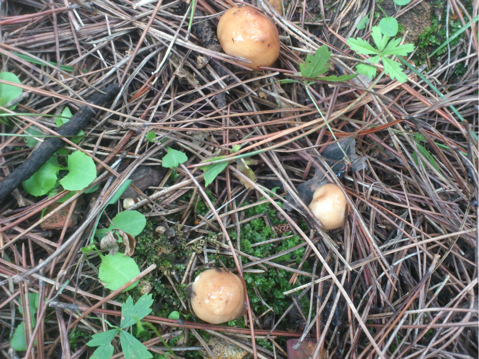 这个是今天我们猎杀的主要对象----黄面团子,学名不详,捏起来很湿滑