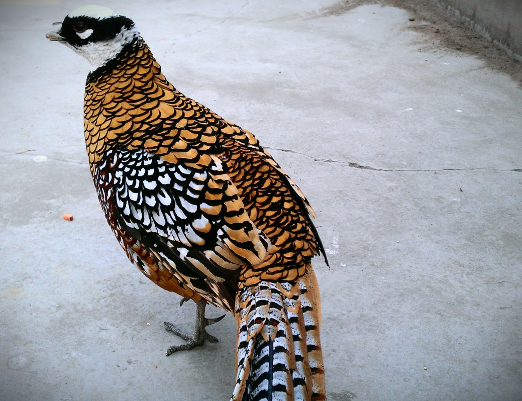 随拍日记之 顺义虎鳄农场